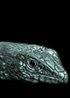 4F.Forked Tongue